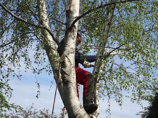 How Our Tree Care Process Works  in  Los Molinos, CA