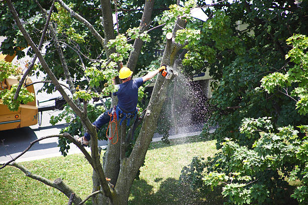 How Our Tree Care Process Works  in  Los Molinos, CA