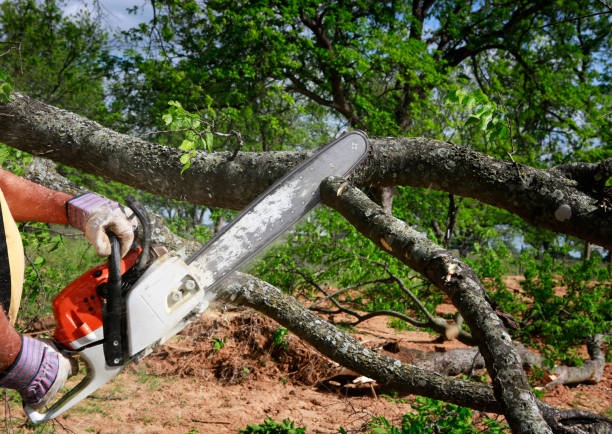 Best Aeration Services  in Los Molinos, CA