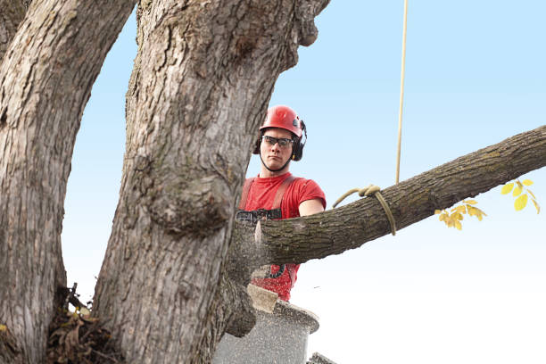Best Tree Risk Assessment  in Los Molinos, CA